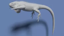 Green Iguana Free 3D model