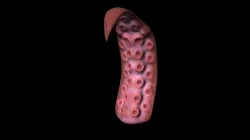 HighPoly Tentacle Free 3D model