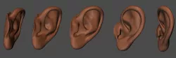 Human ear Free 3D model
