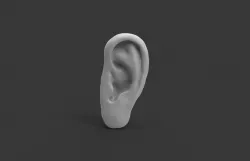 Human Ear Free 3D model