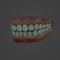 Human teeth Free low-poly  3D model