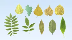 Lowpoly leaf set Free low-poly  3D model
