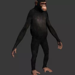monkey model Free 3D model