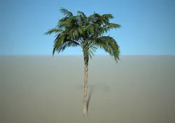 Palm Tree Free 3D model