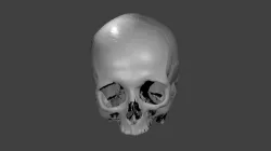 Skull female - age 78 Free 3D model