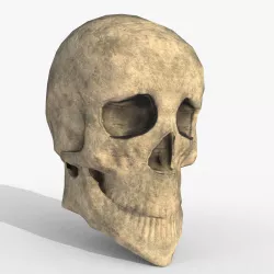 skull Free low-poly  3D model
