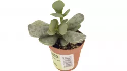 Succulent 01 Free 3D model