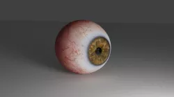  The Human Eye  Free 3D model
