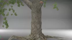 Tree-3d Free 3D model