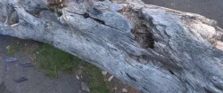 Tree Trunk Free 3D model