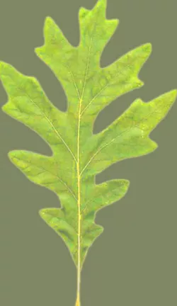 treee Free 3D model
