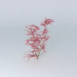 3D tree 3D tree shrub 3D model