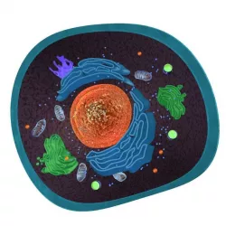 Animal cell 3D model
