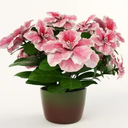Azalea 3D model