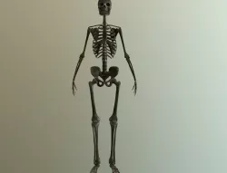Bones Low-poly  3D model