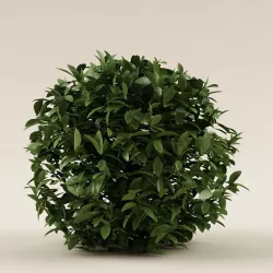 Bush 01 3D model