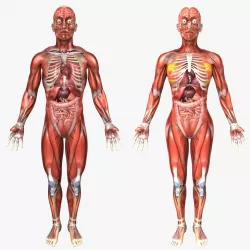 Collection Rigged - Human Male and Female Anatomy 3D model