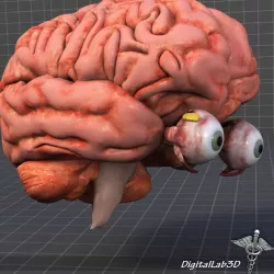 Eye and Brain 3D model
