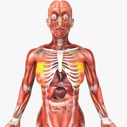 Female Anatomy - Rigged 3D model