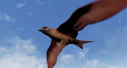 Folcan - Bird Low-poly  3D model