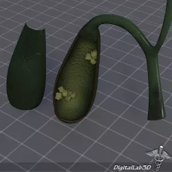 Gall Bladder Anatomy 3D model