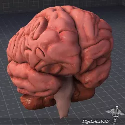 Human Brain 3D model