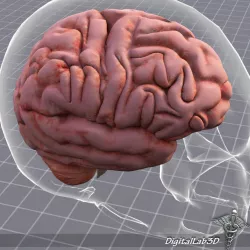 Human Brain Anatomy 3D model