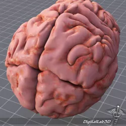 Human Brain Structure 3D model