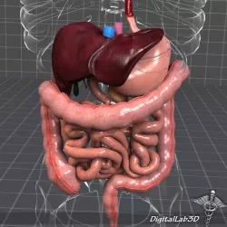 Human Digestive System 3D model