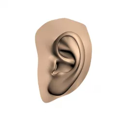 Human ear 3D model