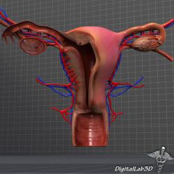 human female reproductive system 3D Models | Page 1 | STLFinder