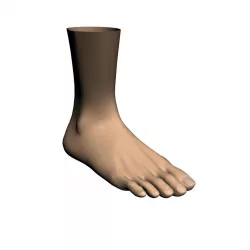 Human foot 3D model