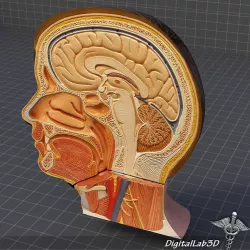 Human Head Anatomy 3D model