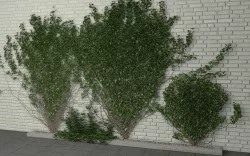 ivy wall 3D model