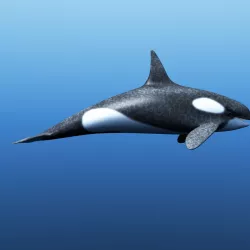 Killer Whale 3D model