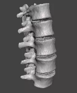 Lumbar Spine - male 3D model