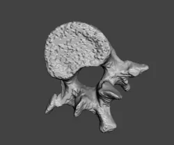 Lumbar Vertebra   L1   - male  3D model