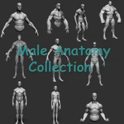 Male Anatomy Collection 3D model