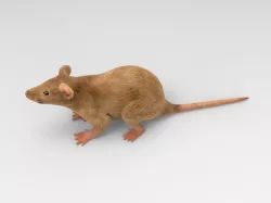 Mouse 3D model