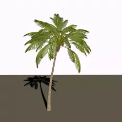 Palm tree 3D model