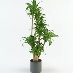 Palm tree in flowerpot 3D model