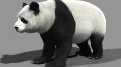 Panda A 3D model