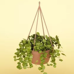 Plant 34 3D model
