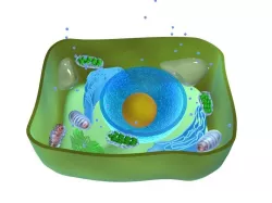 Plant cell 3D model