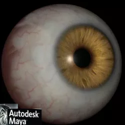 Realistic eyeball 3D model