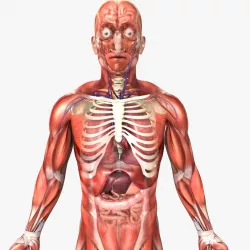Rigged - Human Male Anatomy 3D model