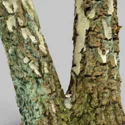 Split Tree foundation Low-poly  3D model