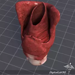 Throat Larynx 3D model