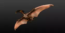 3d model of pterosaur 3D model