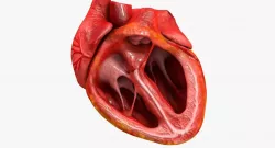 Animated Realistic Human Heart - Medically Accurate Low-poly  3D model